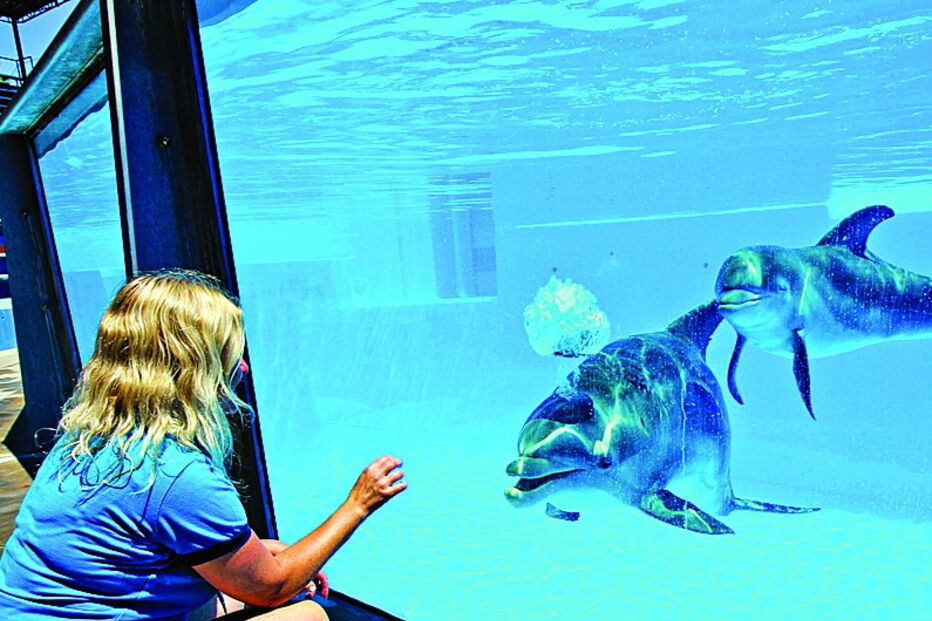 Mãe e cria andam sempre juntas e são vigiadas por veterinários e treinadores 