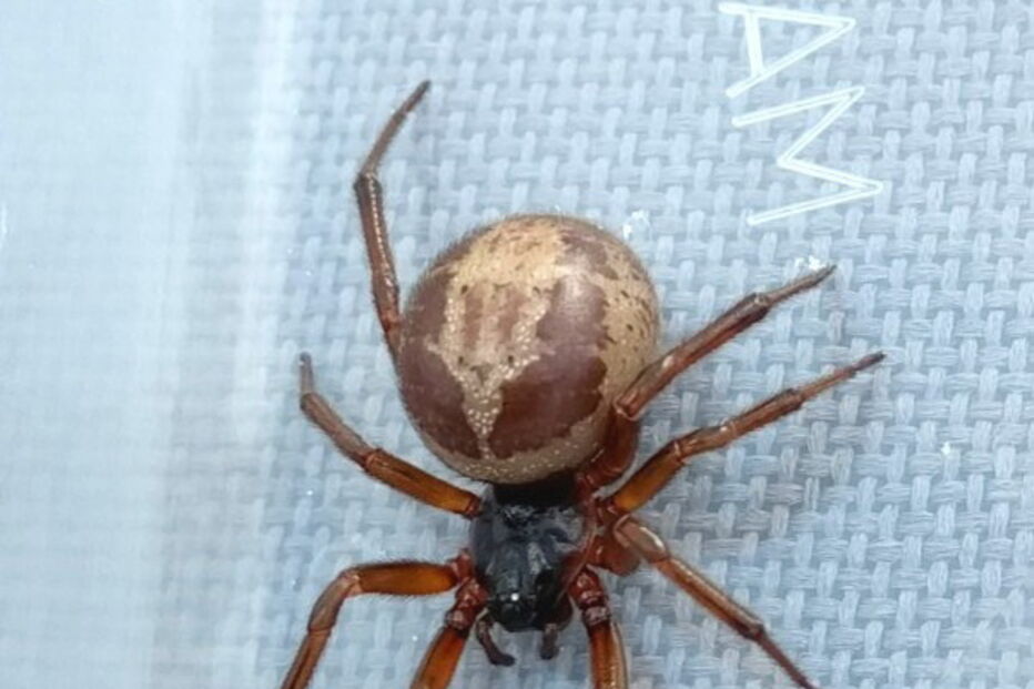 Aranha, Aranha Falsa