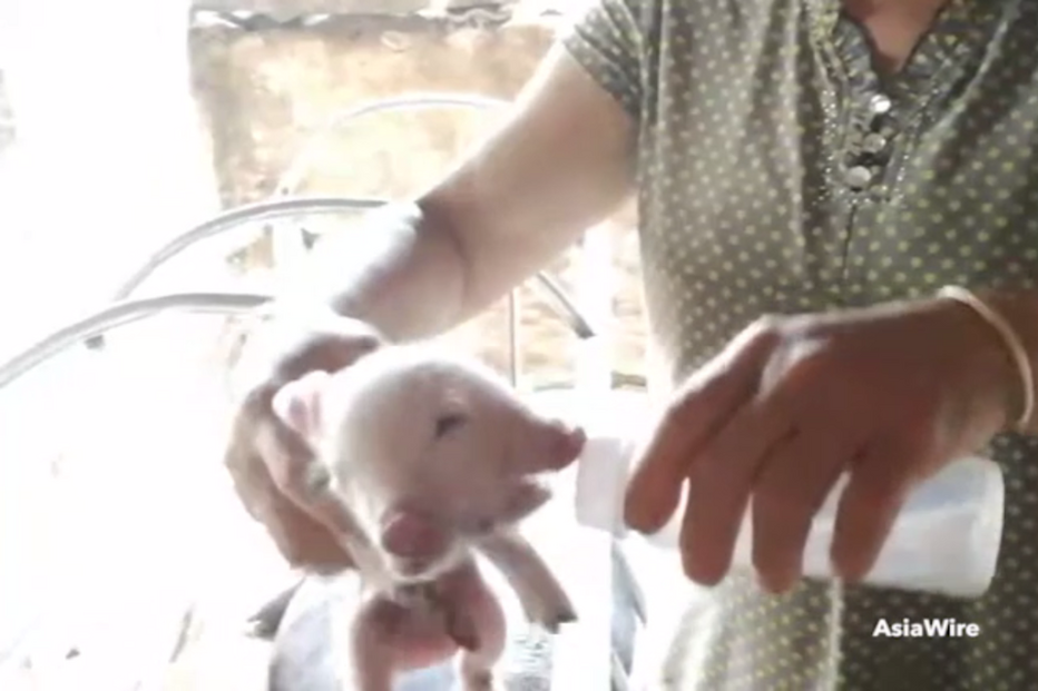 Porco com duas cabeças