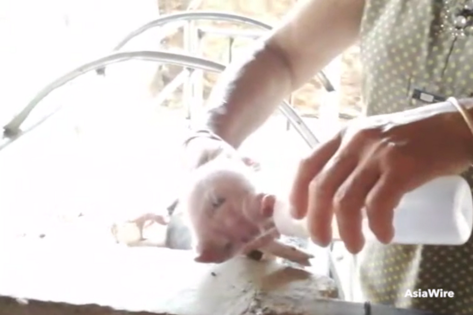 Porco com duas cabeças