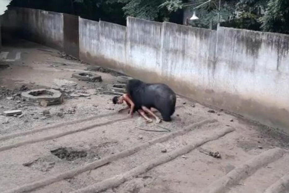 Homem atacado por urso