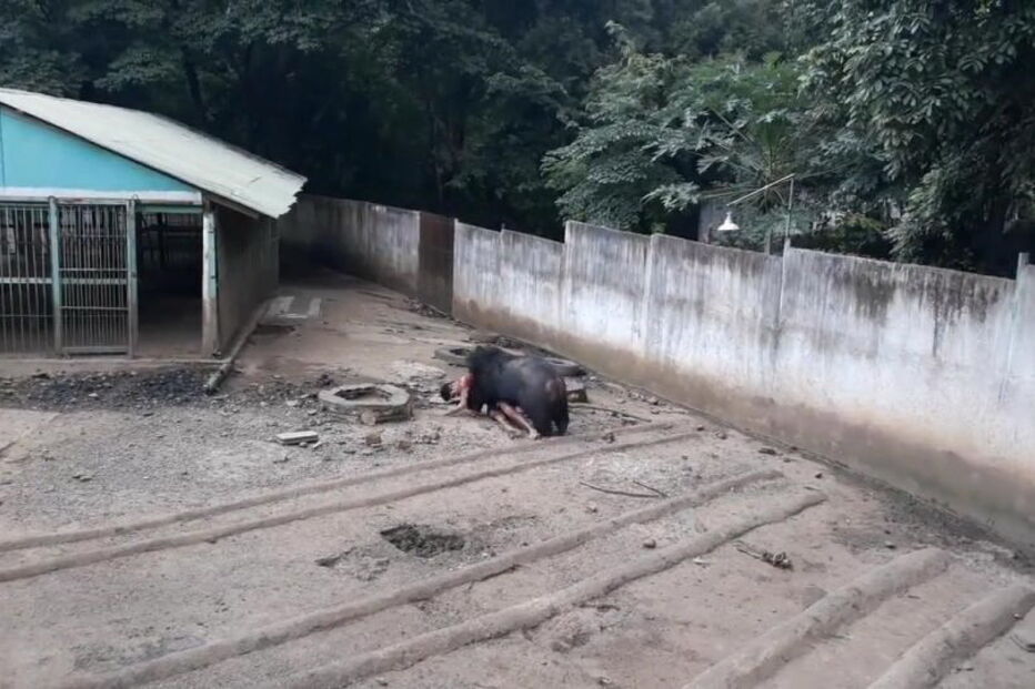 Homem atacado por urso