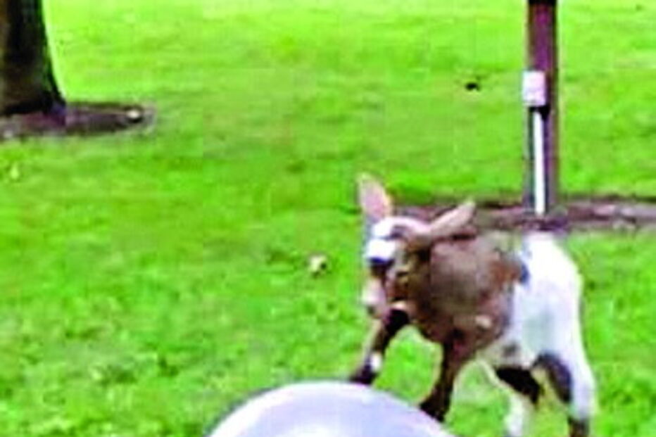 Cabras jogam à bola
