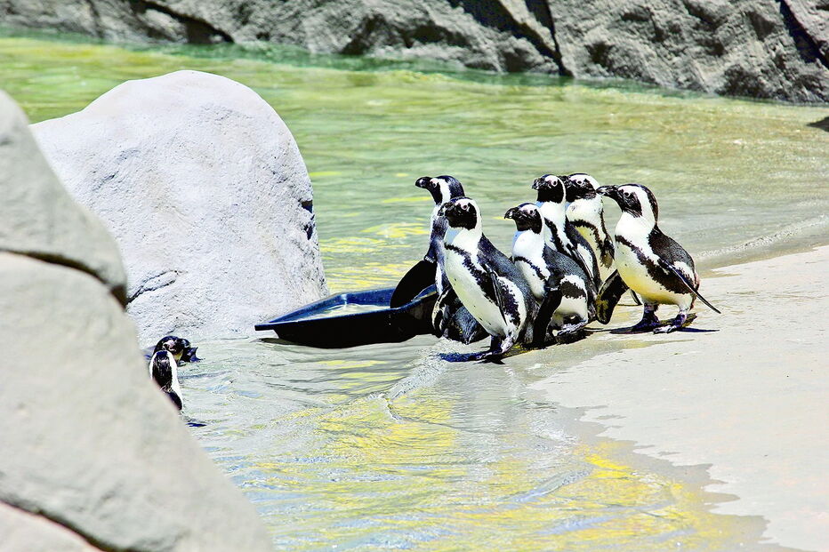 Casais de pinguins, originários da África do Sul mas nascidos em cativeiro, chegaram ontem ao Zoo de Lagos  