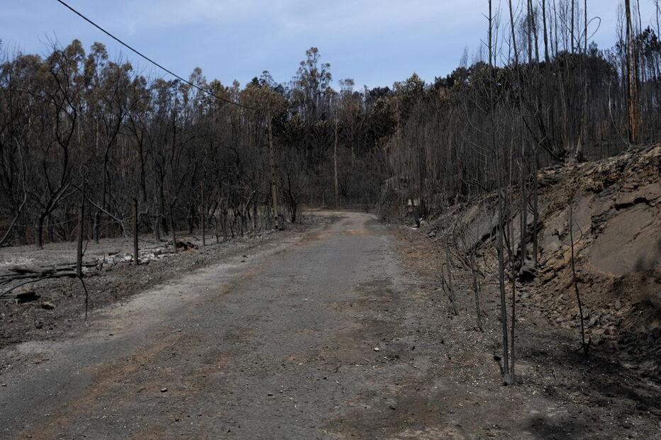 Fogo do Pedrógão Grande destruiu vastas áreas de eucaliptal