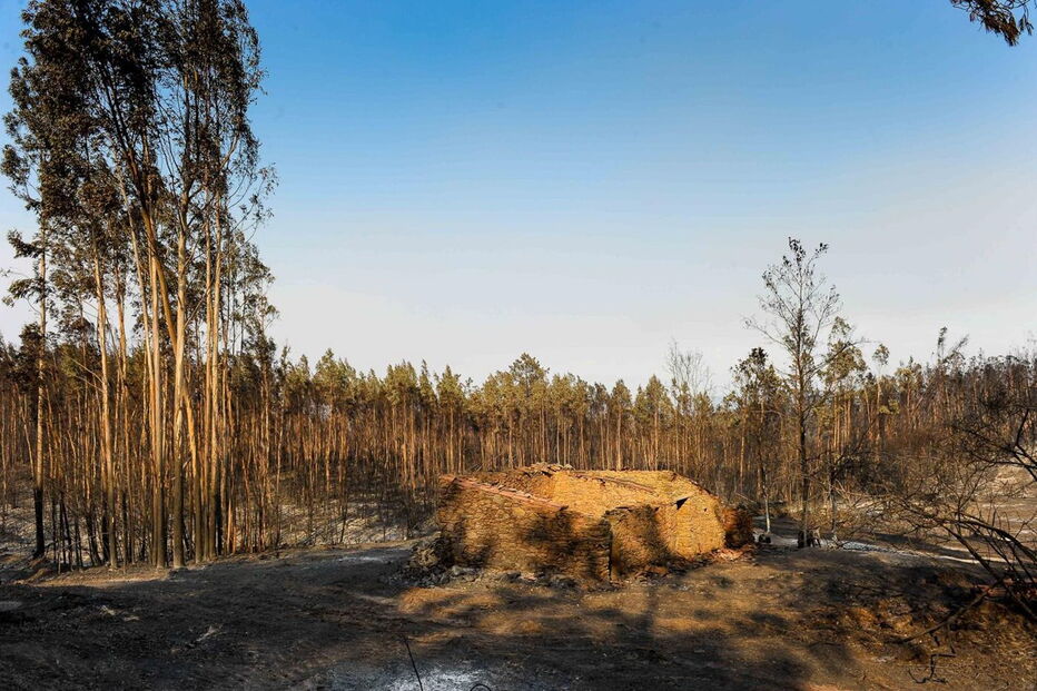 Fogo do Pedrógão Grande destruiu vastas áreas de eucaliptal