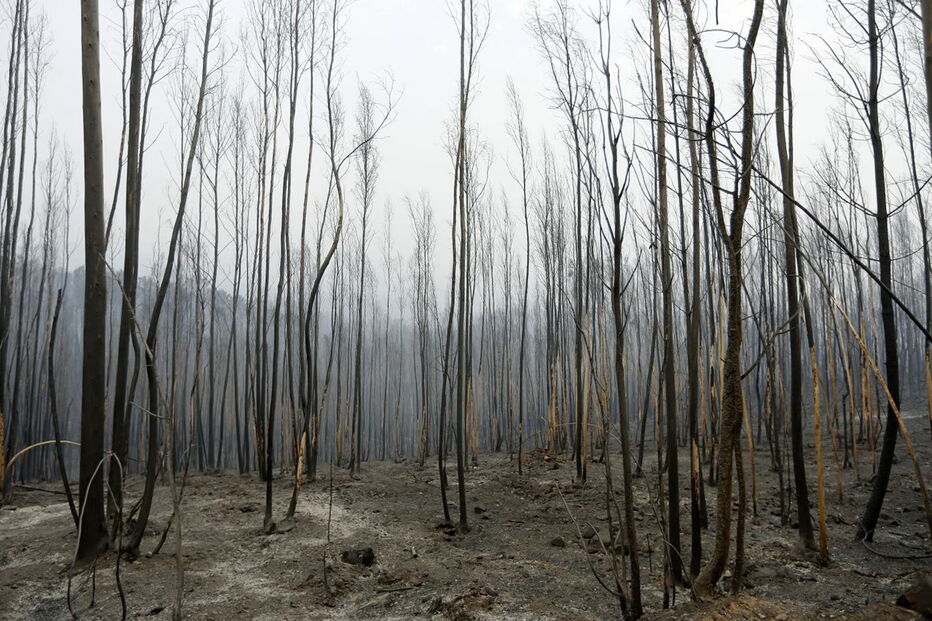  Faz este sábado sete semanas que o incêndio deflagrou, em Escalos Fundeiros, Pedrógão Grande