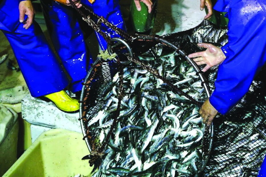 Sardinha apreendida em Peniche