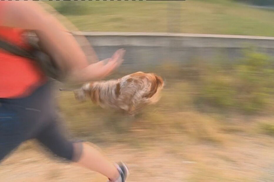 Sesimbra, Setúbal, Internet da Autoridade Nacional da Proteção Civil, Lagoa de Albufeira, acidentes e desastres, incêndios