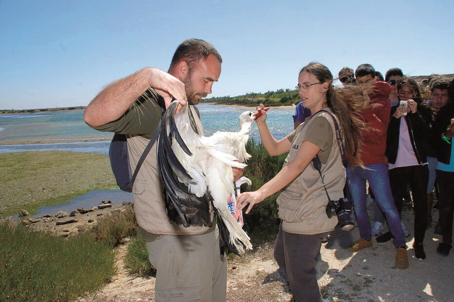 Desde o início do ano, o centro recebeu 1110 animais selvagens 