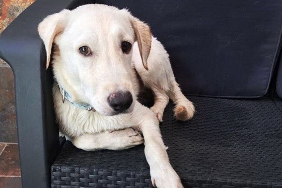 Namorada de Ronaldo resgatou cão