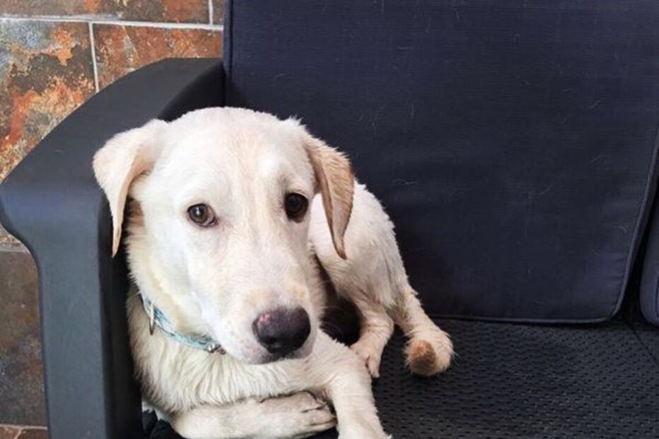 Namorada de Ronaldo resgatou cão