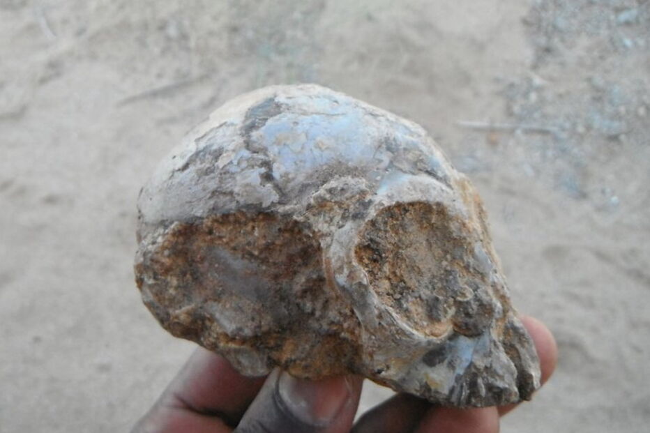 Fóssil de um crânio