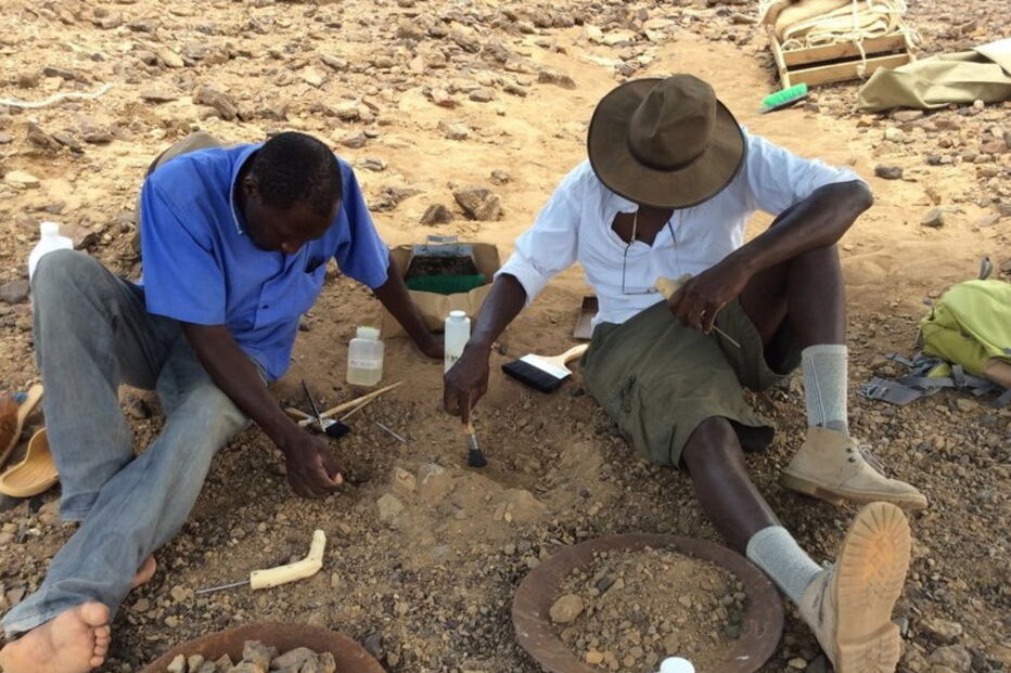 Fóssil de um crânio