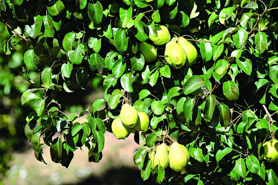 Bombarral, Quinta, Santuário do Bom Jesus do Carvalhal, Buddha Eden, Europa, Bacalhôa Buddha Eden, Loridos, Altura, Palácio Gorjão, artes, cultura e entretenimento