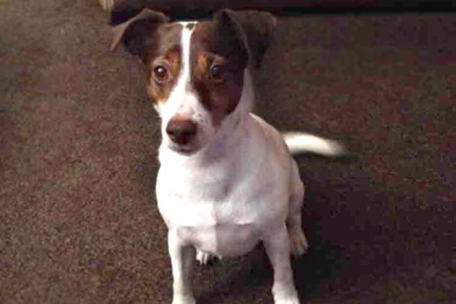 Cadela ‘Smudge’ foi morta a pontapé