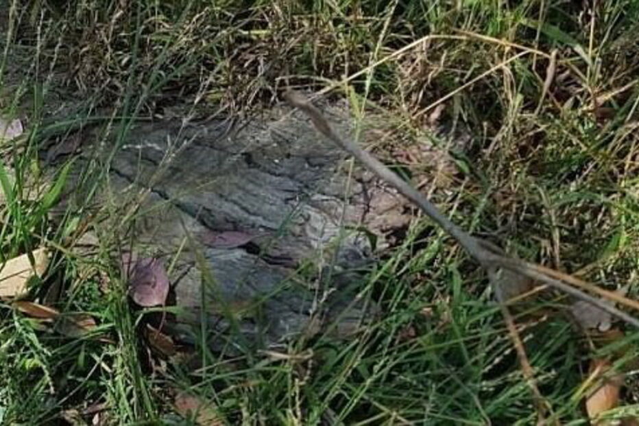 2017-08-11_15_43.58 432887C500000578-4780848-Can_you_spot_the_venomous_Tiger_snake_hiding_in_this_picture_The-a-2_1502435818097.jpg