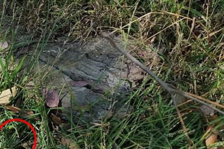 2017-08-11_15_43.59 432887D100000578-4780848-Only_the_snake_s_head_can_be_seen_in_the_photo_circled_in_red_wi-a-40_1502435440705.jpg