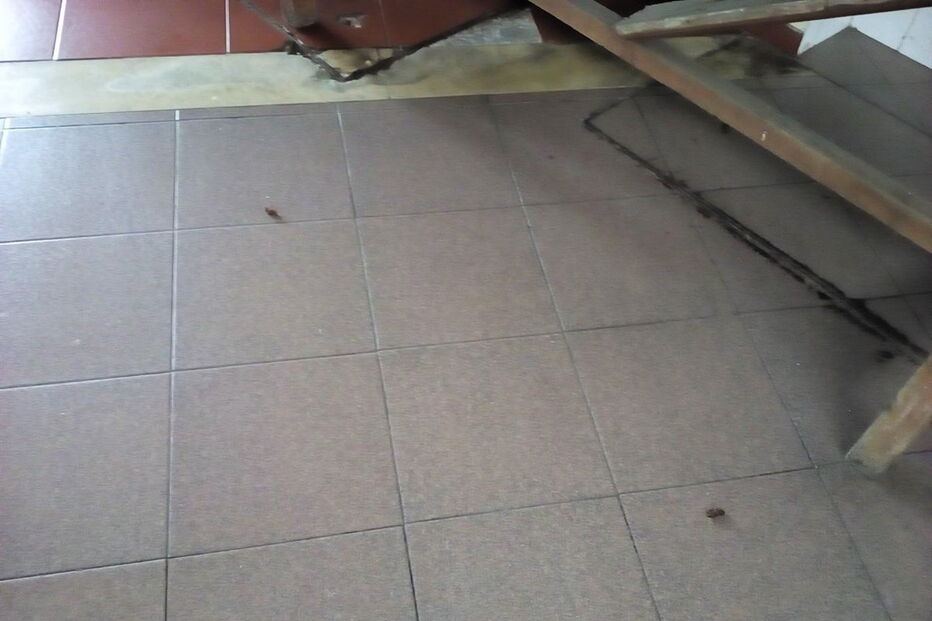 Baratas espalhadas no chão da cozinha do posto da GNR da Trofa. Comando Territorial do Porto confirmou ‘invasão’ de insetos e promete desinfestação