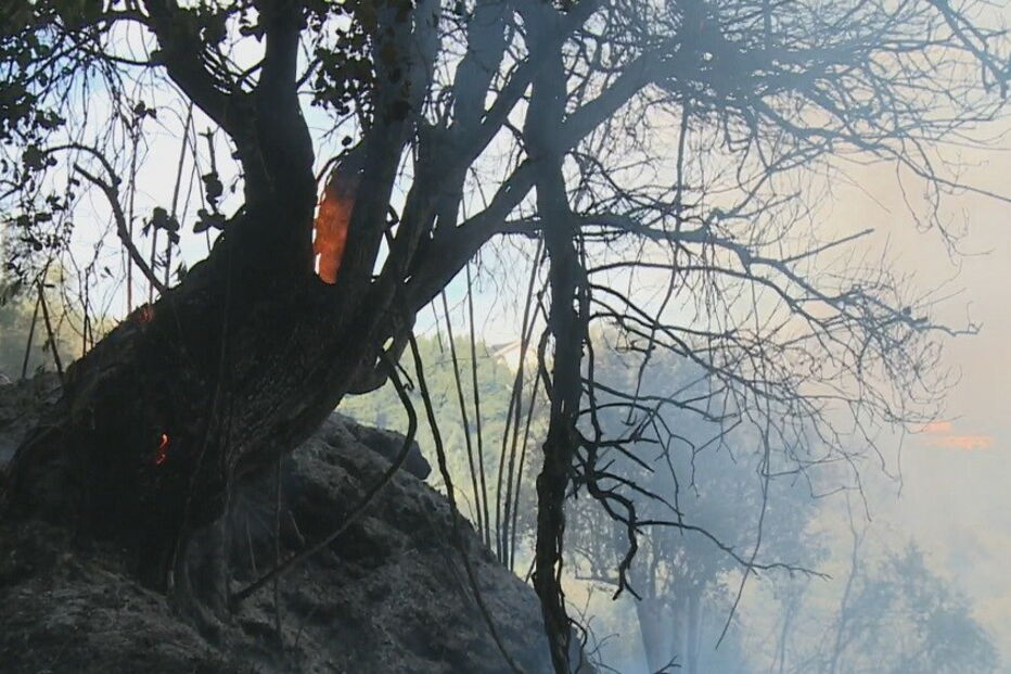 Incêndio na Mealhada