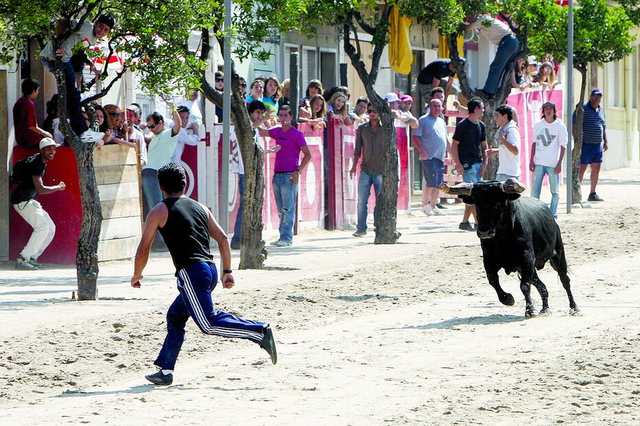 INEM, Barrete Verde, Alcochete, Bombeiros Voluntários de Alcochete, Barreiro, Lisboa, acidentes e desastres, toiro, tourada, touros