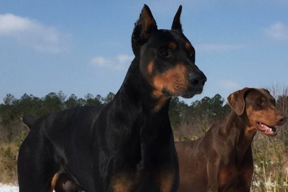 Casal é apanhado a fazer sexo com cão polícia 