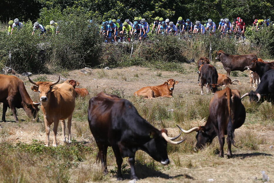 Veja as melhores imagem da Volta a Portugal em bicicleta