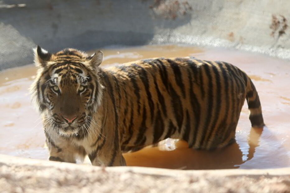 Quatro leões, dois tigres e dois ursos foram transportados de Alepo, na Síria, para um jardim zoológico na Jordânia