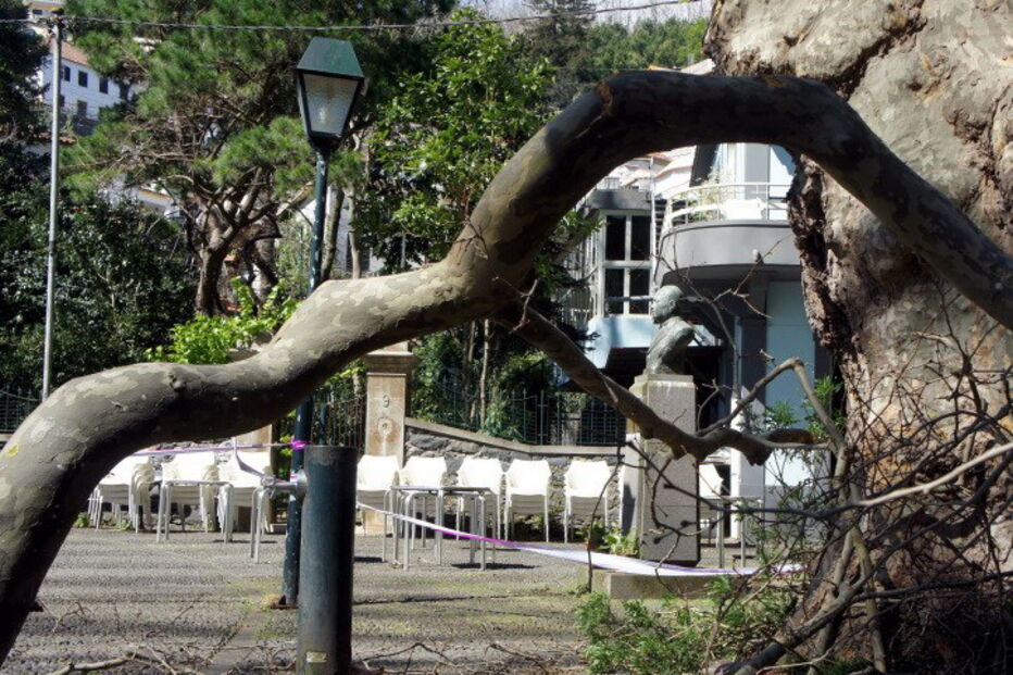 Largo onde caiu árvore na Madeira já tinha historial de queda de galhos