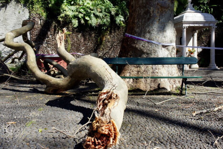Largo onde caiu árvore na Madeira já tinha historial de queda de galhos