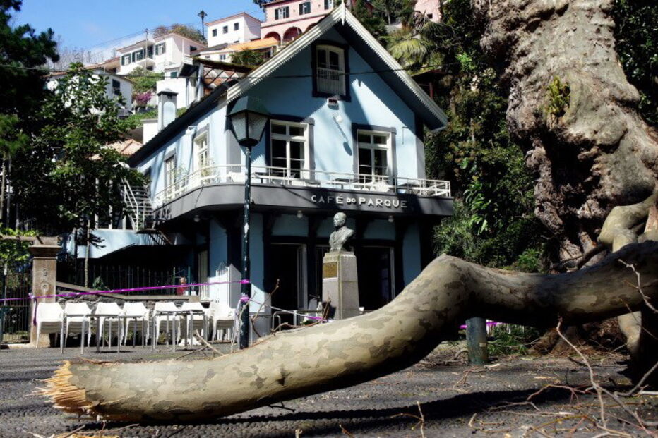 Largo onde caiu árvore na Madeira já tinha historial de queda de galhos