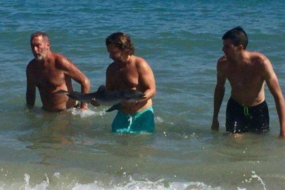 2017-08-16_13_22.03 golfinho 2.PNG