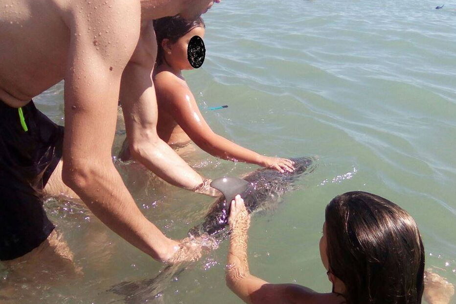 2017-08-16_13_22.04 golfinho.PNG