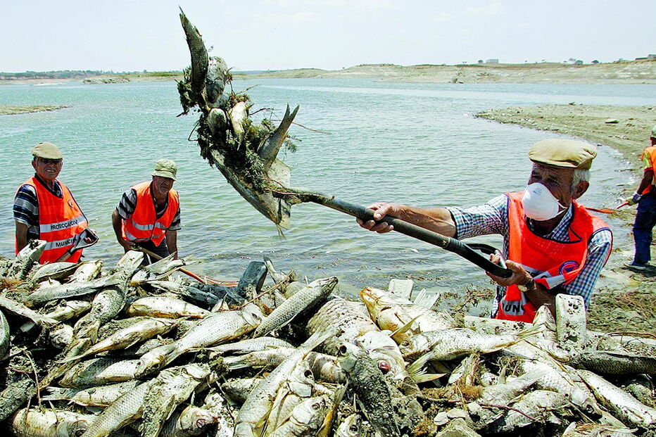 Milhares de peixes vão ser retirados de quatro barragens no Alentejo, entre as quais a do Monte da Rocha