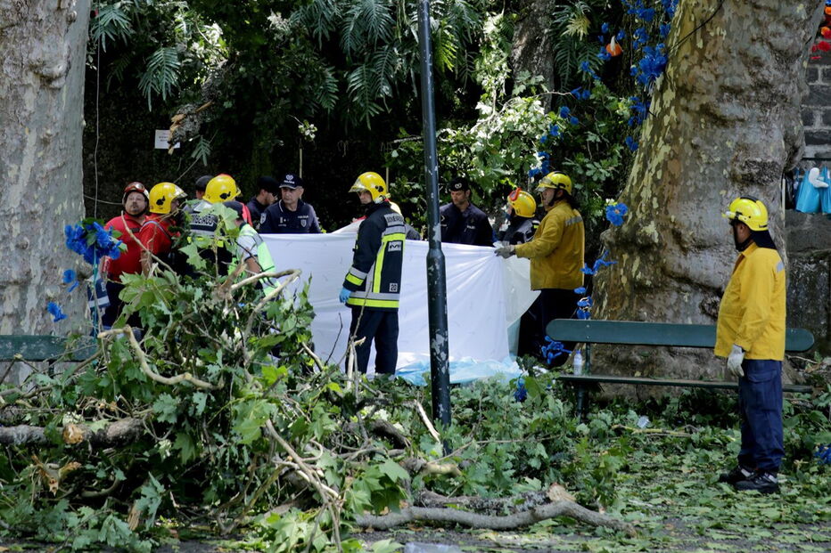 Treze  pessoas foram esmagadas pela árvore de grande porte