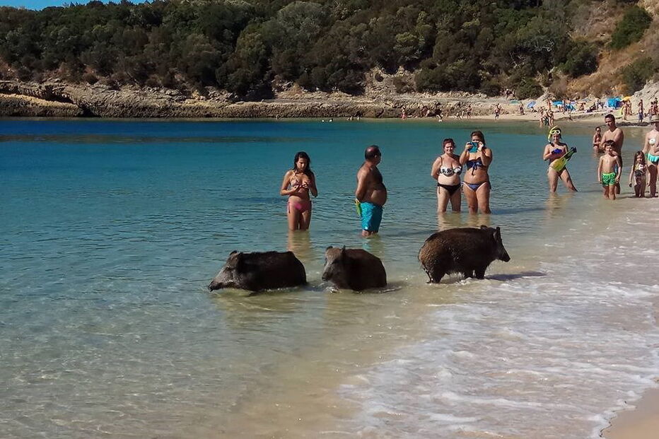Javalis ao banho em praia na Arrábida
