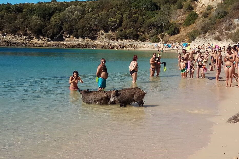 Javalis ao banho em praia na Arrábida