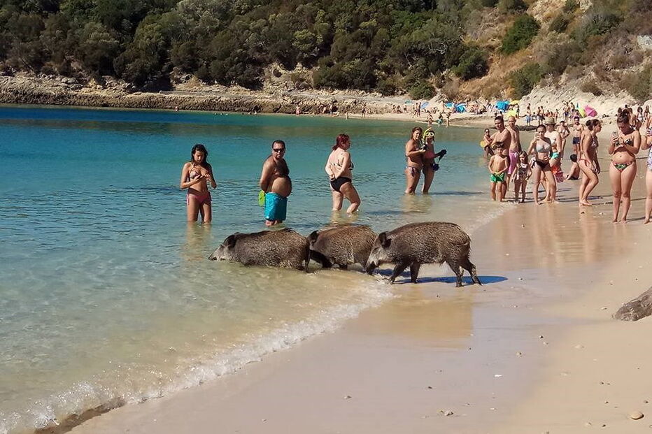 Javalis ao banho em praia na Arrábida