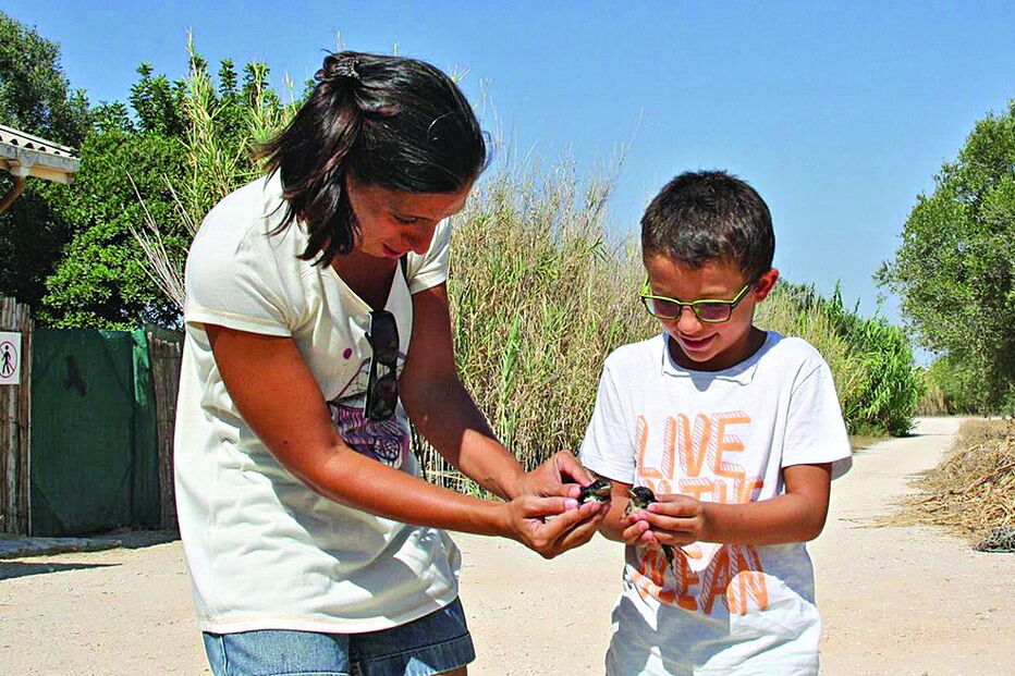 Últimas aves libertadas foram duas andorinhas-dos-beirais e duas andorinhas-das-chaminés que caíram dos ninhos