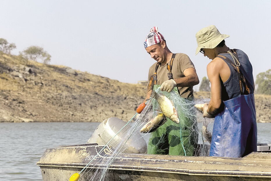 Primeiros quilos de peixe já foram retirados  