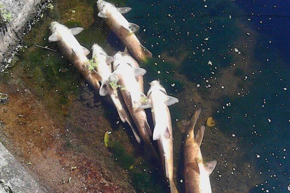 Peixes mortos no rio Sousa