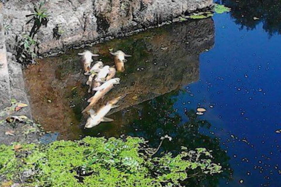 Peixes mortos no rio Sousa