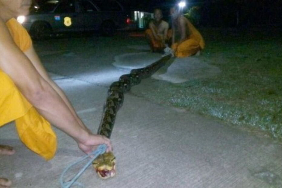 Freira foi atacada pela cobra quando foi à casa de banho