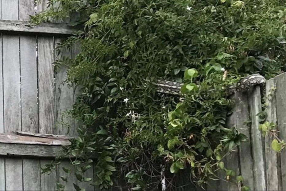 Cobra escondida num quintal