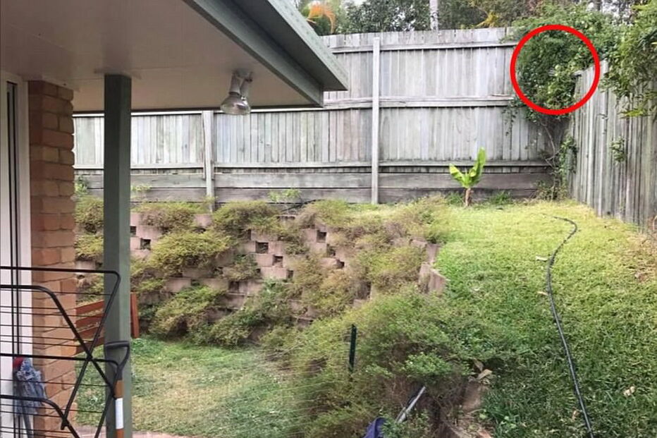 Cobra escondida num quintal