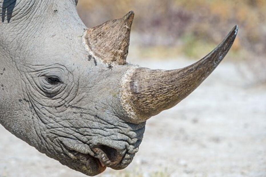 Cifres de rinoceronte