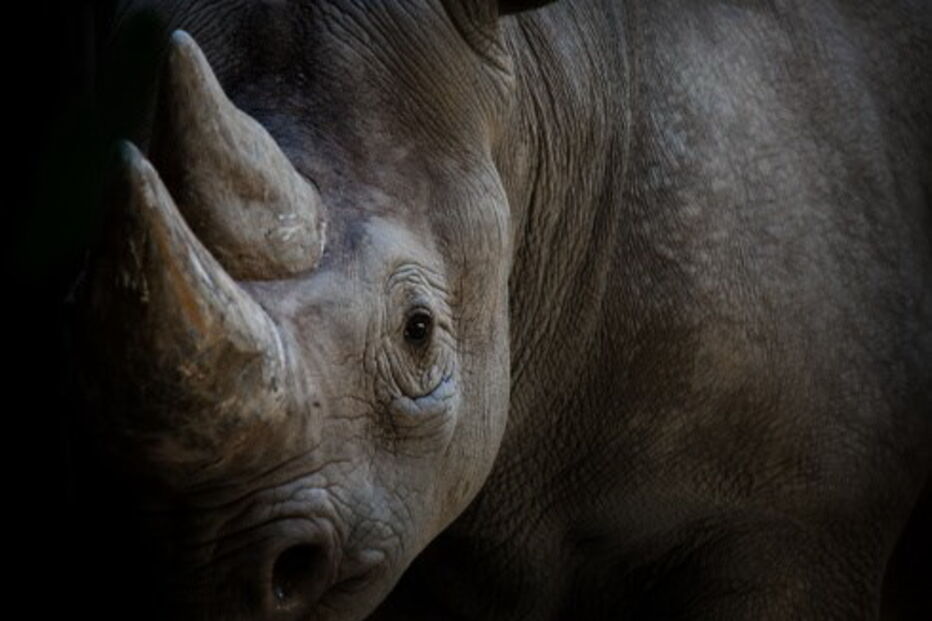 Cifres de rinoceronte