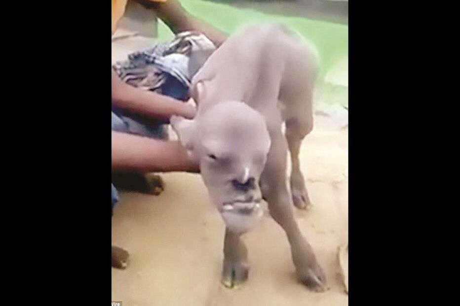 Bode ‘mutante’ está a intrigar a Internet