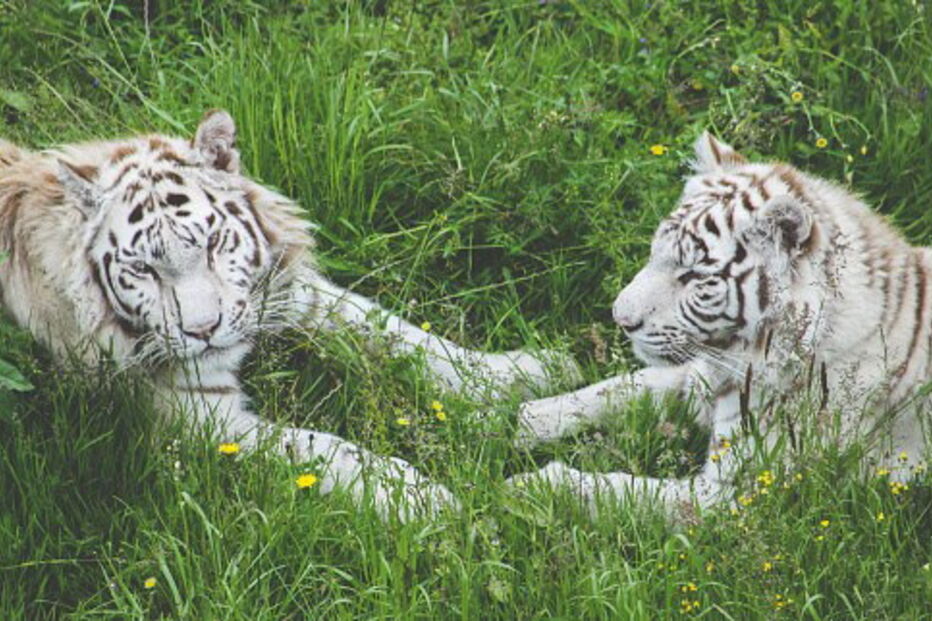 México, animais, apreensão, Ciudad de Juaréz, tigres, leão, crocodilo