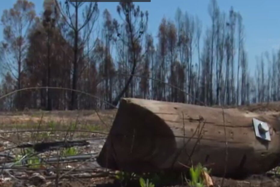 comunicações, siresp, incêndio, fogos, Pedrógão Grande, Portugal